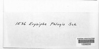 Erysiphe phlogis image